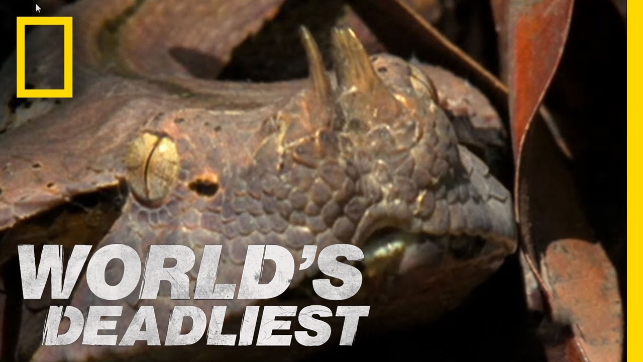 Six-Foot Snake Ambushes Prey | World's Deadliest