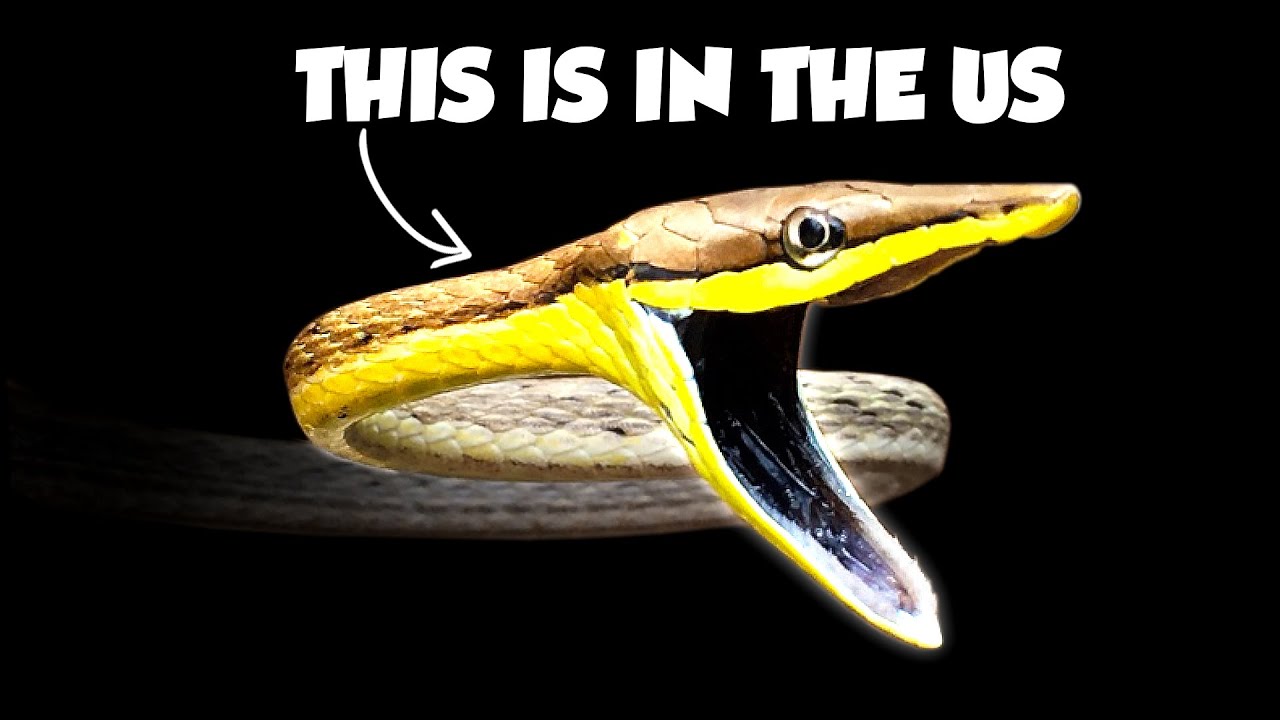 The Forgotten Venomous Snakes of the US