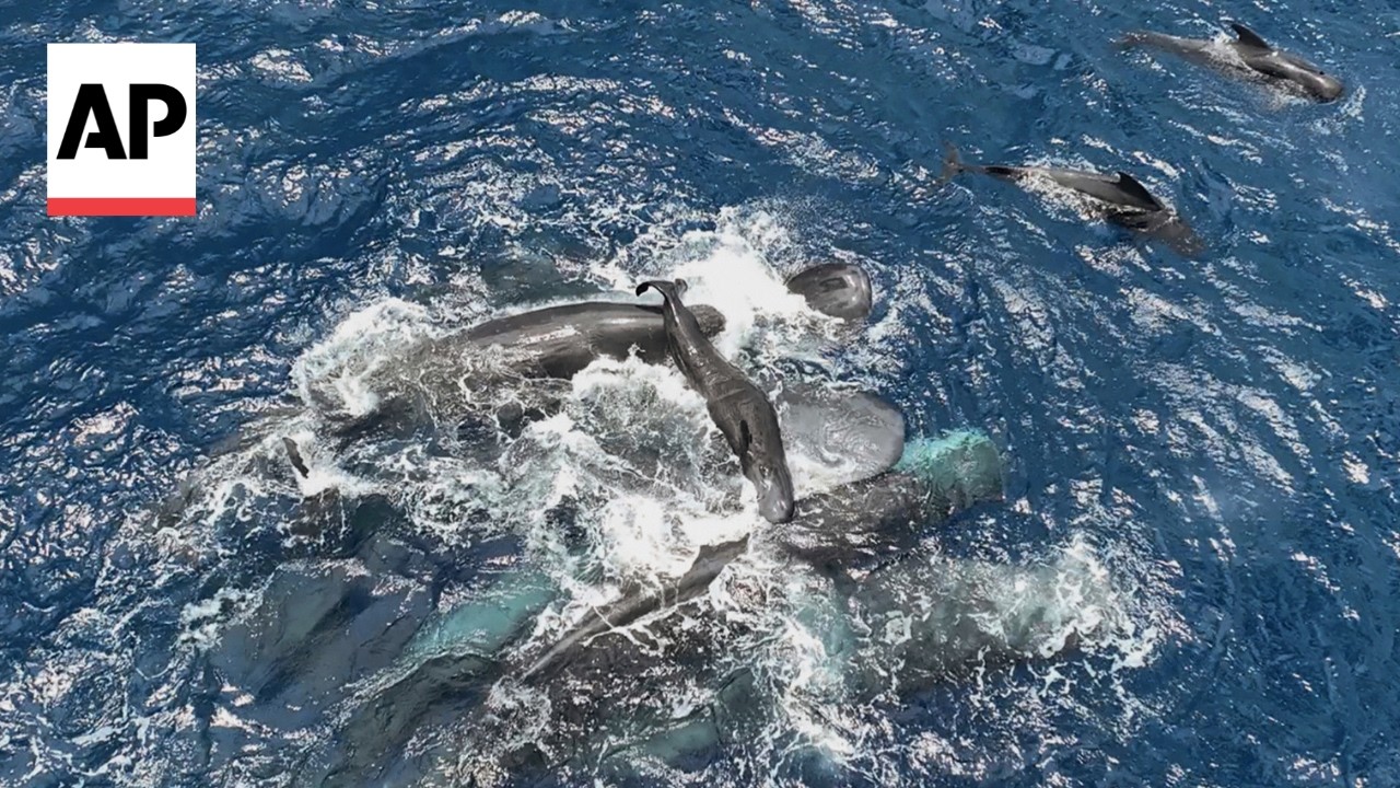 Rare video shows female sperm whales working together during a birth