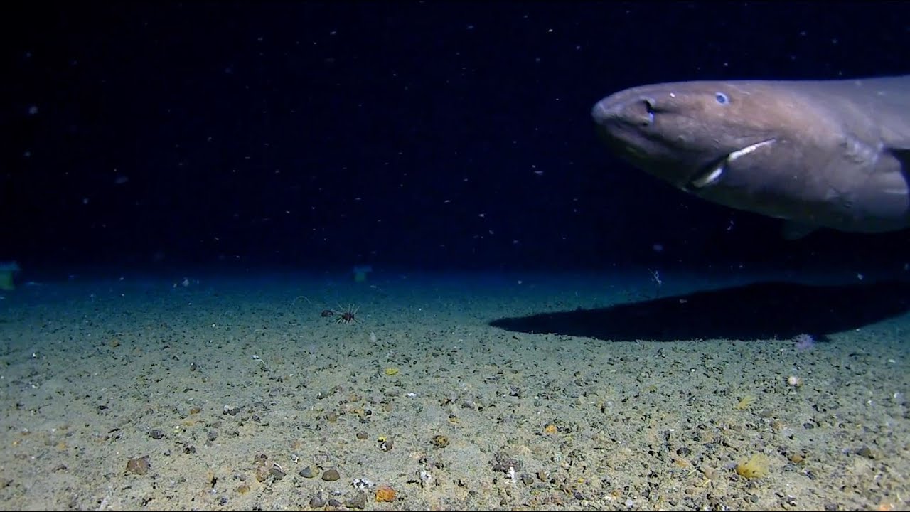 First shark to be filmed in situ across the entire Southern Ocean