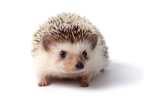 African Pygmy Hedgehog Care Information | Hutchings Museum Institute