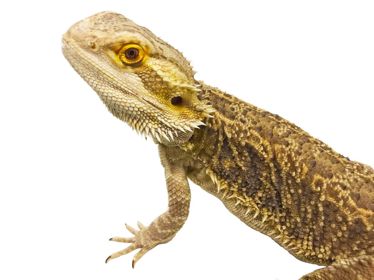 Bearded Dragon with white background