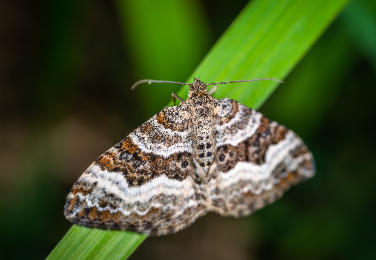 gray brown and black striped moth on grass