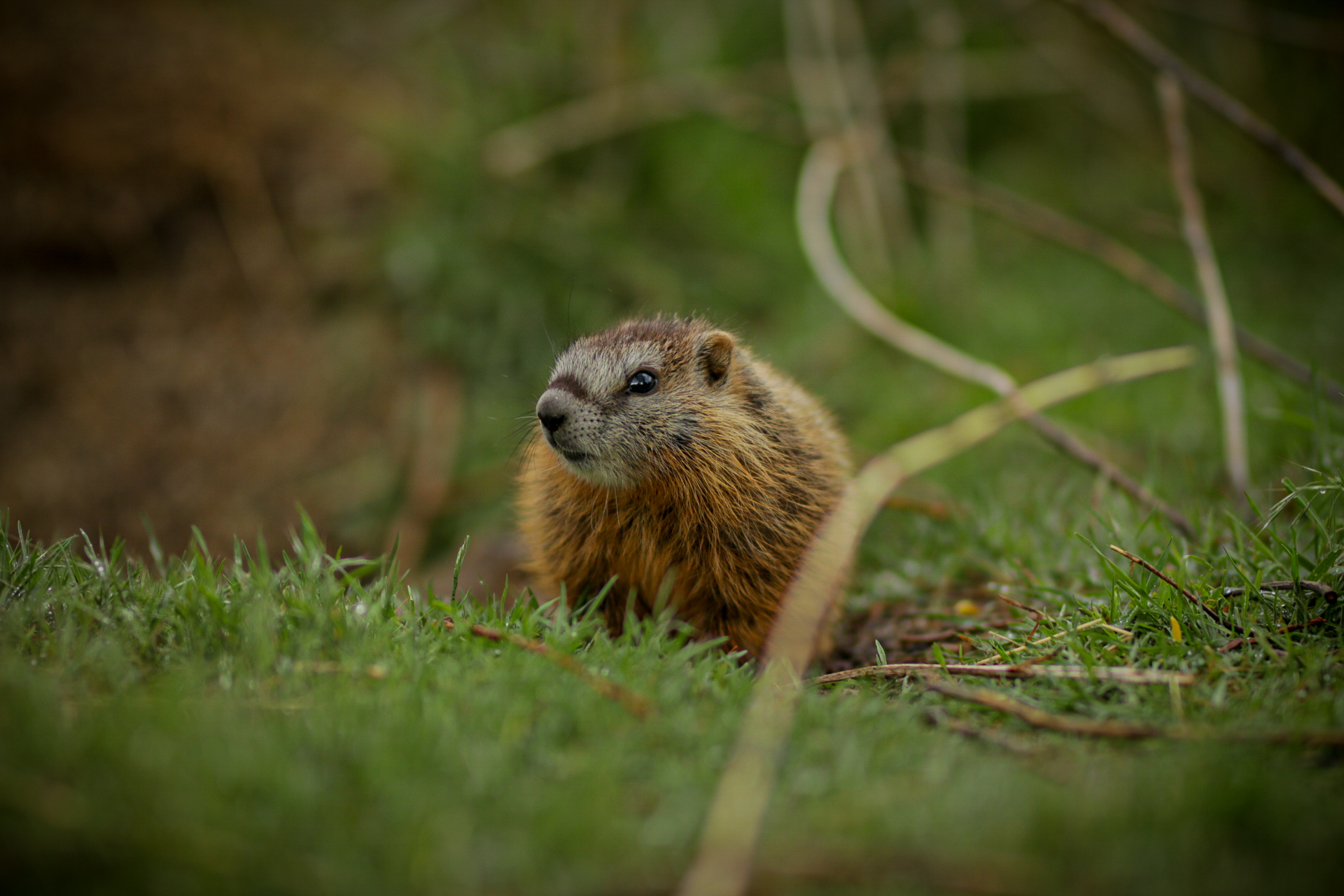Baby Marmot In grass