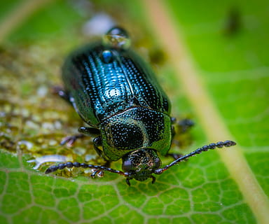 Common Ground Beetles