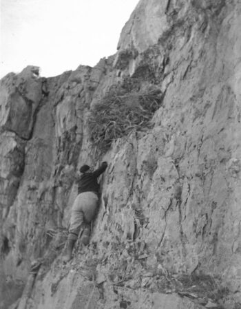 Eunice Hutchings climbing to an Eagle Nest