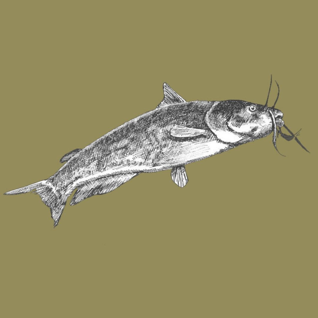Channel Catfish Illustration