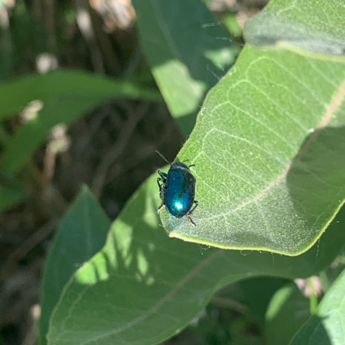 Cobalt Milkweed Beetle