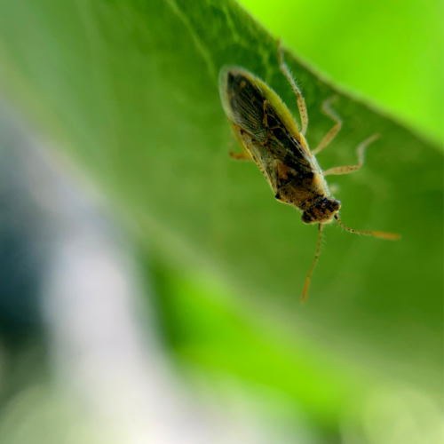 hyaline grass bug