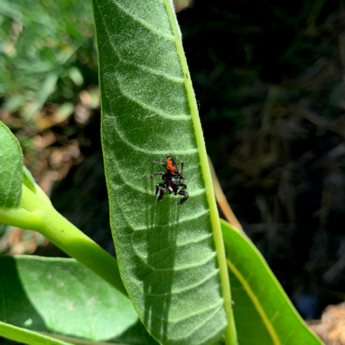 black and red jumping spider