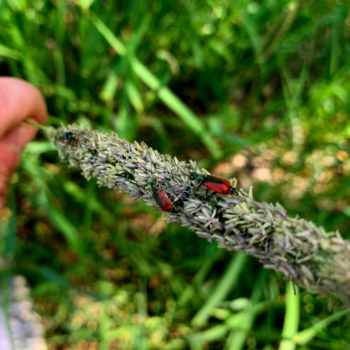 scarlet malachite beetle
