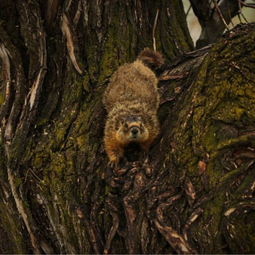 Adult Marmot climbing down tree