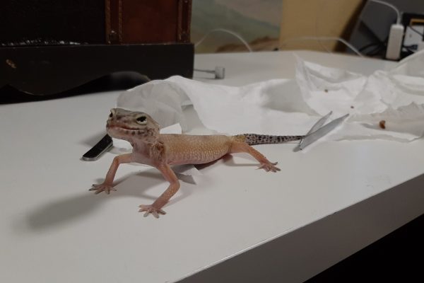 Leopard Gecko Recovery