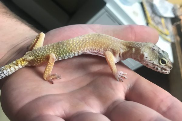 Leopard Gecko Recovery