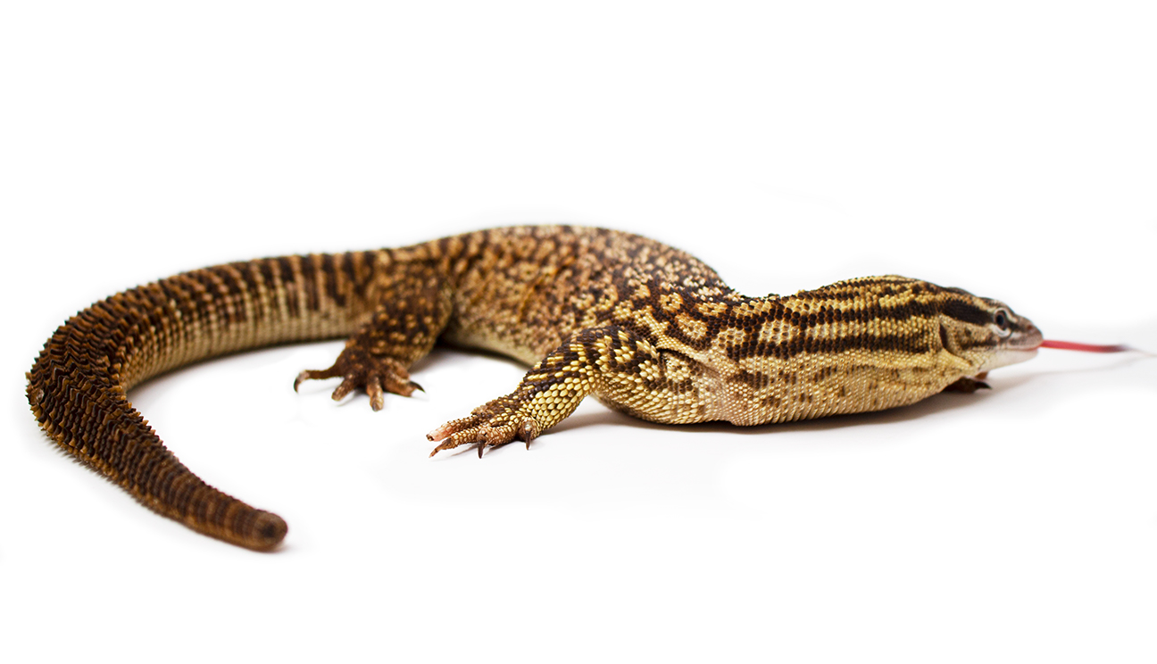 Spiny Tailed Lizard