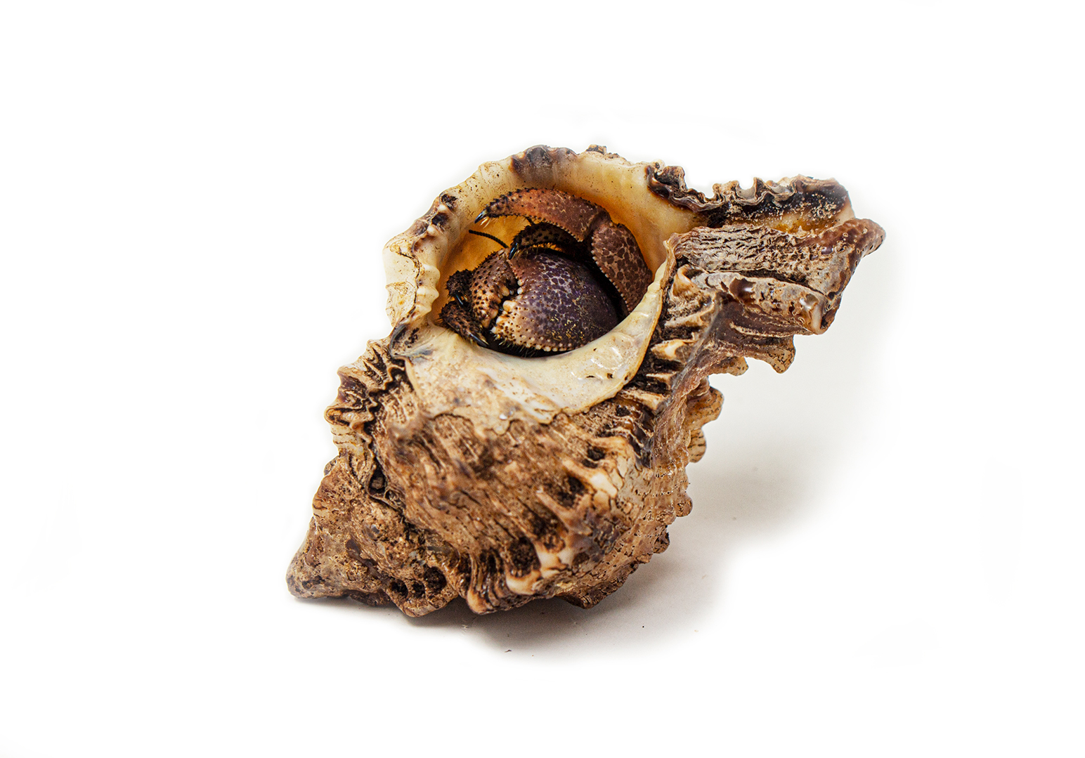 Hermit Crab shell