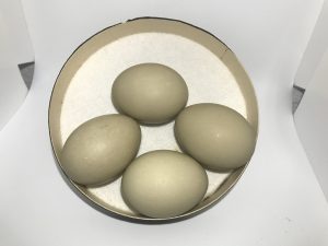 American Bittern eggs
