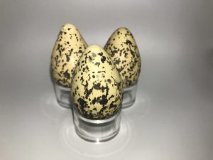 American Avocet eggs