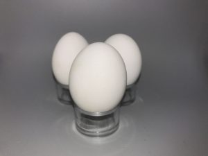 Cooper's Hawk eggs
