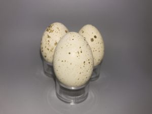 Dusky Grouse eggs