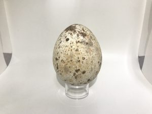 Golden Eagle eggs