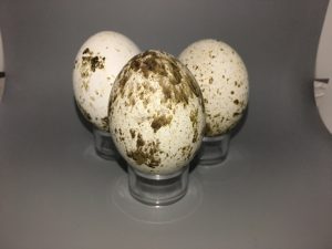 Ferruginous Rough Leg / Ferruginous Hawk eggs