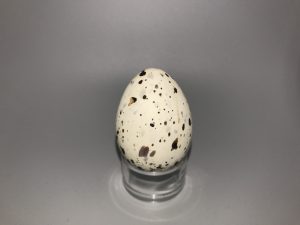 Forster's Tern eggs