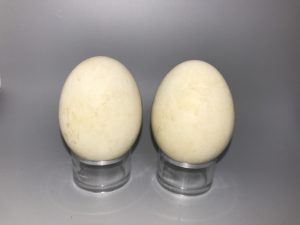 Goshawk eggs