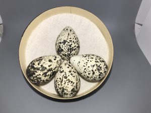Killdeer eggs