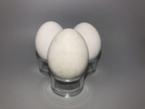 Marsh Hawk / Northern Herrier eggs