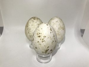 Red-Tailed Hawk eggs