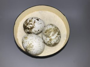 Sharp Shinned Hawk eggs