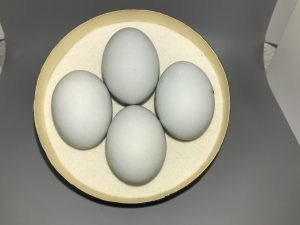Snowy Egret eggs