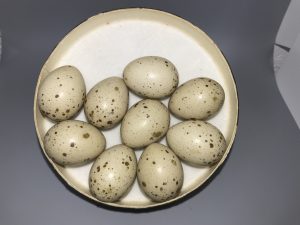 Sora Rail eggs