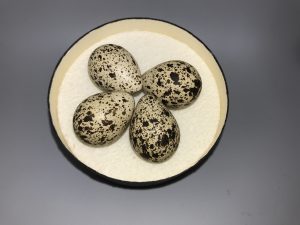 Spotted Sandpiper eggs