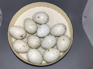 Virginia Rail eggs