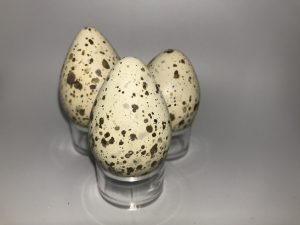 Western Willet eggs