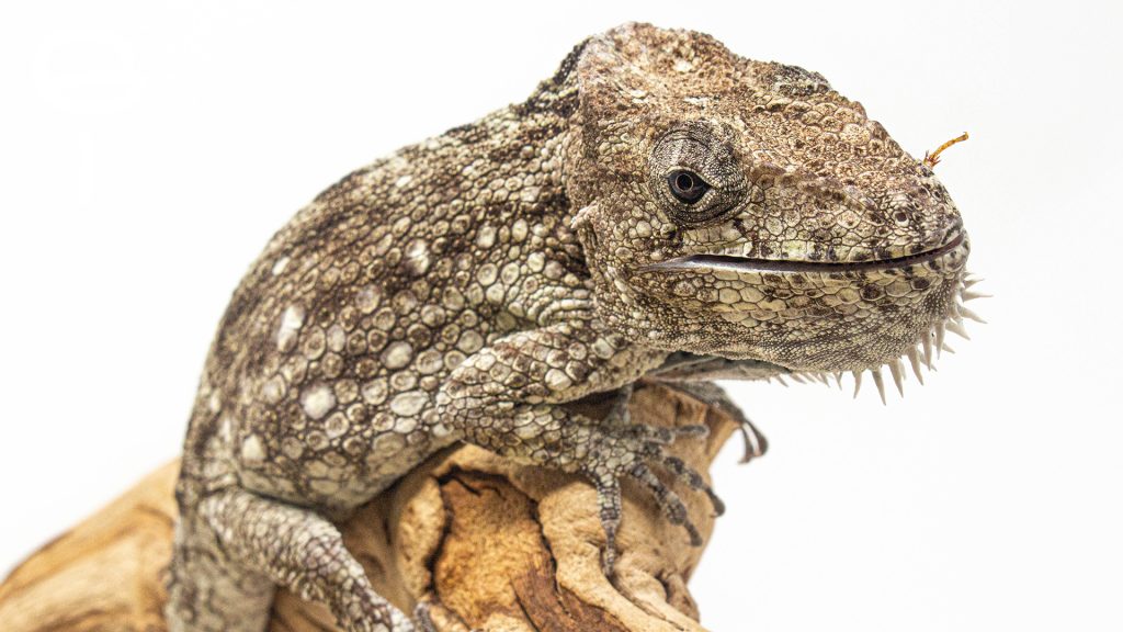 False Chameleon Care Information| Hutchings Museum Institute