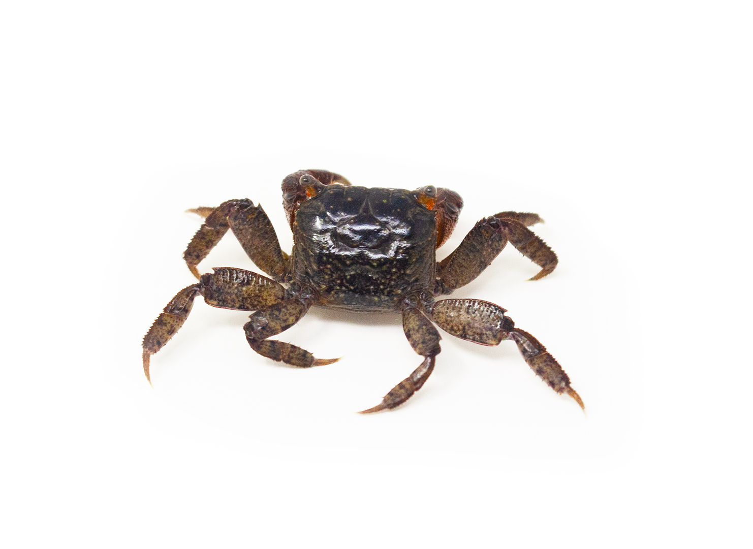 Red-clawed Crab