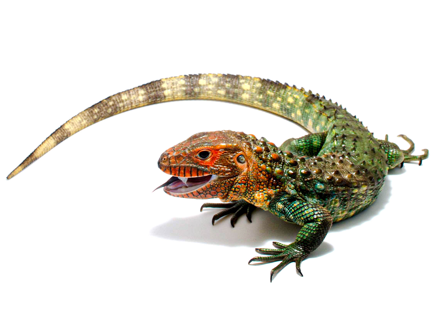Caiman-Lizard