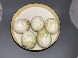 American Kestrel / Sparrow Hawk eggs
