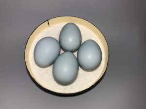 California Cuckoo eggs