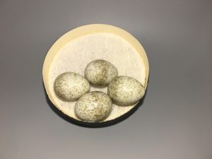 Desert Horned Lark eggs
