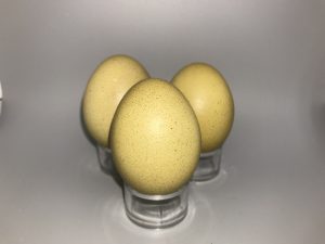 Peregrine Falcon / Duck Hawk eggs