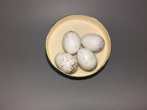 Junco eggs