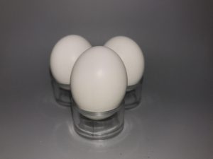 Long Eared Owl eggs