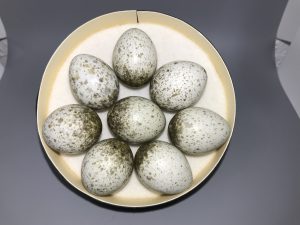 Magpie eggs