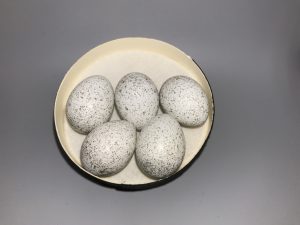 Pinyon Jay eggs