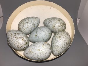 Raven eggs