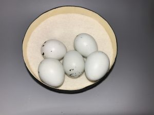 Red Winged Blackbird eggs